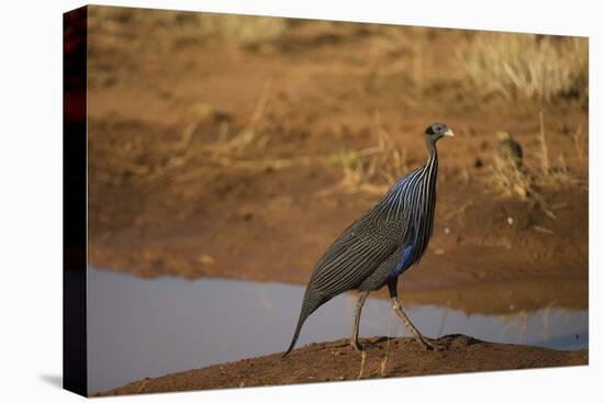 Vulturine Guineafowl-Joe McDonald-Stretched Canvas