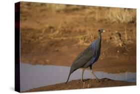 Vulturine Guineafowl-Joe McDonald-Stretched Canvas