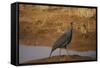 Vulturine Guineafowl-Joe McDonald-Framed Stretched Canvas