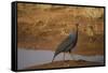 Vulturine Guineafowl-Joe McDonald-Framed Stretched Canvas