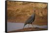 Vulturine Guineafowl-Joe McDonald-Framed Stretched Canvas