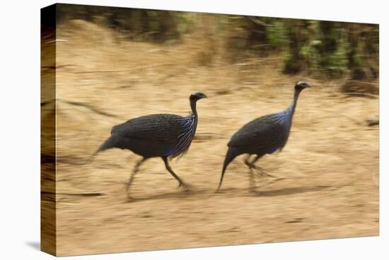 Vulturine Guineafowl-Joe McDonald-Stretched Canvas