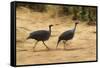 Vulturine Guineafowl-Joe McDonald-Framed Stretched Canvas