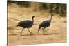 Vulturine Guineafowl-Joe McDonald-Stretched Canvas