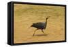 Vulturine Guineafowl-Mary Ann McDonald-Framed Stretched Canvas