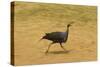 Vulturine Guineafowl-Mary Ann McDonald-Stretched Canvas