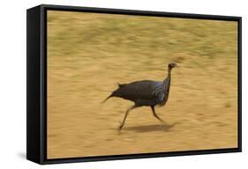 Vulturine Guineafowl-Mary Ann McDonald-Framed Stretched Canvas