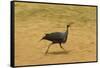 Vulturine Guineafowl-Mary Ann McDonald-Framed Stretched Canvas