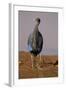 Vulturine Guineafowl-MaryAnn McDonald-Framed Photographic Print
