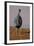 Vulturine Guineafowl-MaryAnn McDonald-Framed Photographic Print