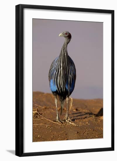 Vulturine Guineafowl-MaryAnn McDonald-Framed Photographic Print