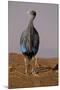 Vulturine Guineafowl-MaryAnn McDonald-Mounted Photographic Print