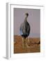 Vulturine Guineafowl-MaryAnn McDonald-Framed Photographic Print