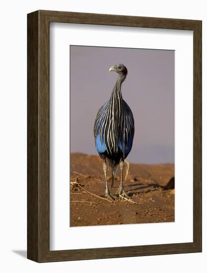 Vulturine Guineafowl-MaryAnn McDonald-Framed Photographic Print