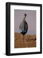 Vulturine Guineafowl-MaryAnn McDonald-Framed Photographic Print