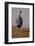 Vulturine Guineafowl-MaryAnn McDonald-Framed Photographic Print