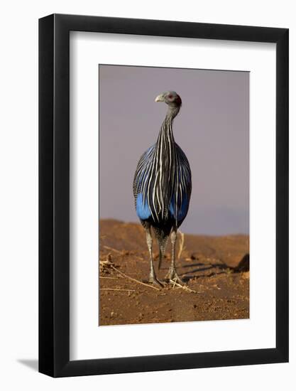 Vulturine Guineafowl-MaryAnn McDonald-Framed Photographic Print