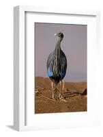 Vulturine Guineafowl-MaryAnn McDonald-Framed Photographic Print