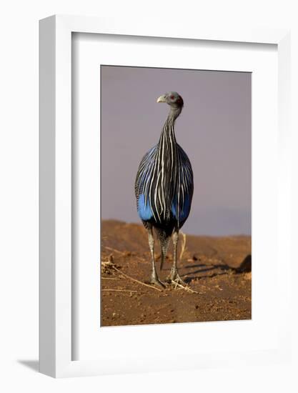 Vulturine Guineafowl-MaryAnn McDonald-Framed Photographic Print