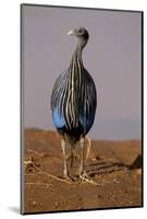 Vulturine Guineafowl-MaryAnn McDonald-Mounted Photographic Print