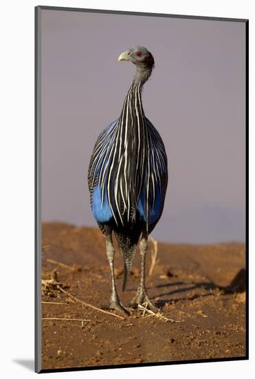 Vulturine Guineafowl-MaryAnn McDonald-Mounted Photographic Print