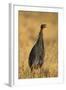 Vulturine Guineafowl-Joe McDonald-Framed Photographic Print