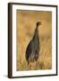 Vulturine Guineafowl-Joe McDonald-Framed Photographic Print