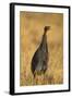 Vulturine Guineafowl-Joe McDonald-Framed Photographic Print