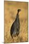 Vulturine Guineafowl-Joe McDonald-Mounted Photographic Print