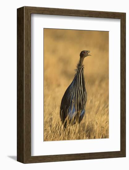 Vulturine Guineafowl-Joe McDonald-Framed Photographic Print