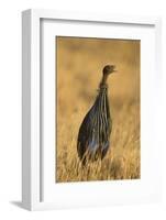 Vulturine Guineafowl-Joe McDonald-Framed Photographic Print