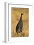 Vulturine Guineafowl-Joe McDonald-Framed Photographic Print