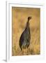 Vulturine Guineafowl-Joe McDonald-Framed Photographic Print