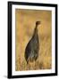 Vulturine Guineafowl-Joe McDonald-Framed Photographic Print