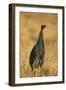 Vulturine Guineafowl-Joe McDonald-Framed Photographic Print