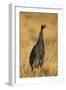 Vulturine Guineafowl-Joe McDonald-Framed Photographic Print