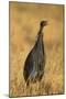 Vulturine Guineafowl-Joe McDonald-Mounted Photographic Print