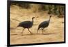 Vulturine Guineafowl-Joe McDonald-Framed Photographic Print