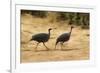 Vulturine Guineafowl-Joe McDonald-Framed Photographic Print