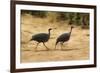 Vulturine Guineafowl-Joe McDonald-Framed Photographic Print