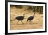 Vulturine Guineafowl-Joe McDonald-Framed Photographic Print