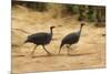 Vulturine Guineafowl-Joe McDonald-Mounted Photographic Print