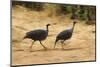 Vulturine Guineafowl-Joe McDonald-Mounted Photographic Print