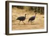 Vulturine Guineafowl-Joe McDonald-Framed Photographic Print