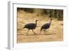 Vulturine Guineafowl-Joe McDonald-Framed Photographic Print