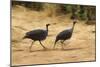 Vulturine Guineafowl-Joe McDonald-Mounted Photographic Print