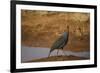 Vulturine Guineafowl-Joe McDonald-Framed Photographic Print