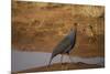 Vulturine Guineafowl-Joe McDonald-Mounted Photographic Print