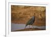 Vulturine Guineafowl-Joe McDonald-Framed Photographic Print