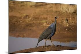 Vulturine Guineafowl-Joe McDonald-Mounted Photographic Print